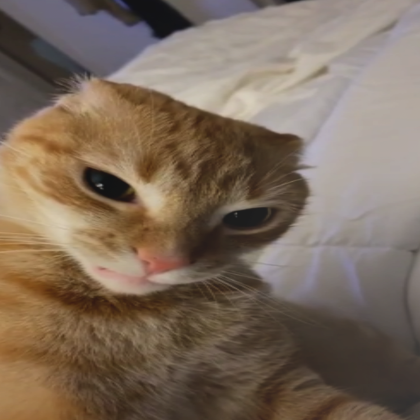 Image of a Angy cat, Grr